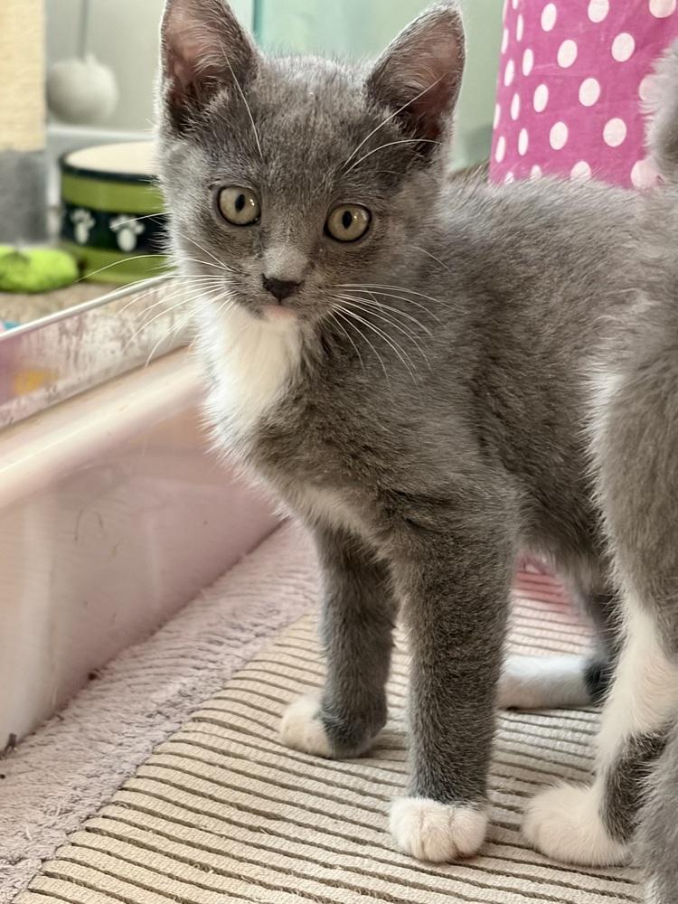 Enlarge Cream Puff, a Adoptable Domestic Short Hair in Green Valley, AZ image 4/6
