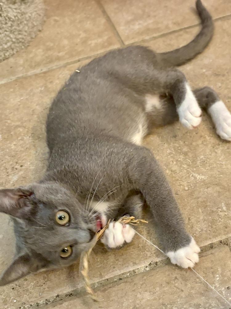 Enlarge Cream Puff, a Adoptable Domestic Short Hair in Green Valley, AZ image 5/6