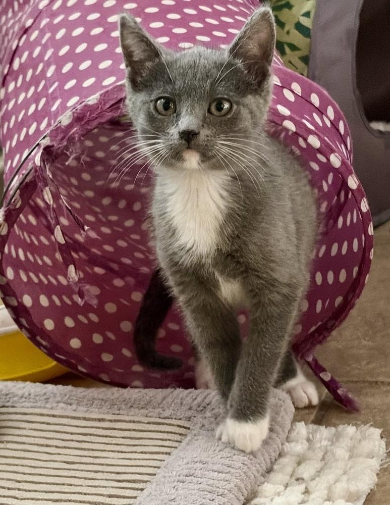 Enlarge Cream Puff, a Adoptable Domestic Short Hair in Green Valley, AZ image 6/6