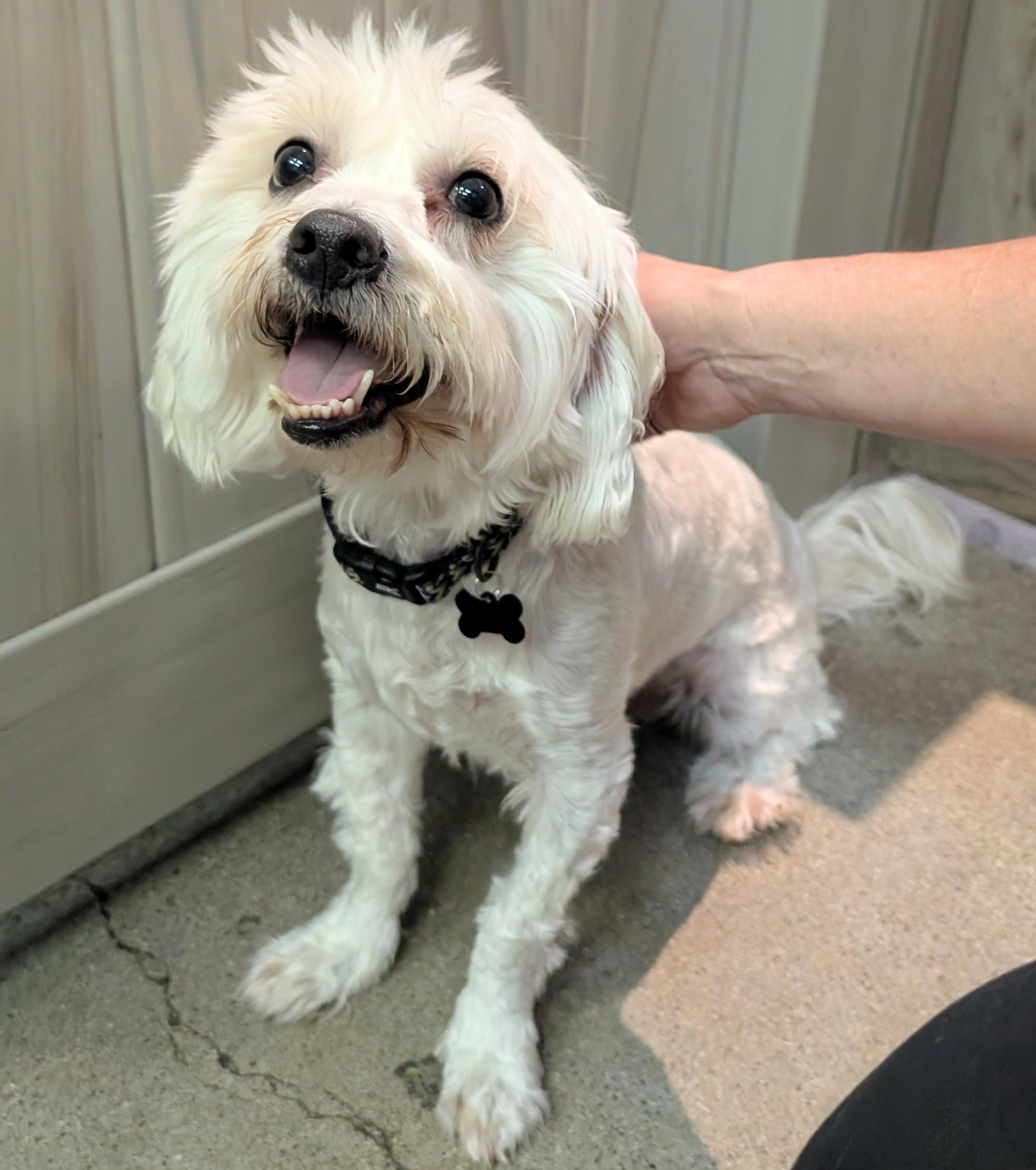 Stewie Sniffin, Adoptable, Adult Male Maltipoo.