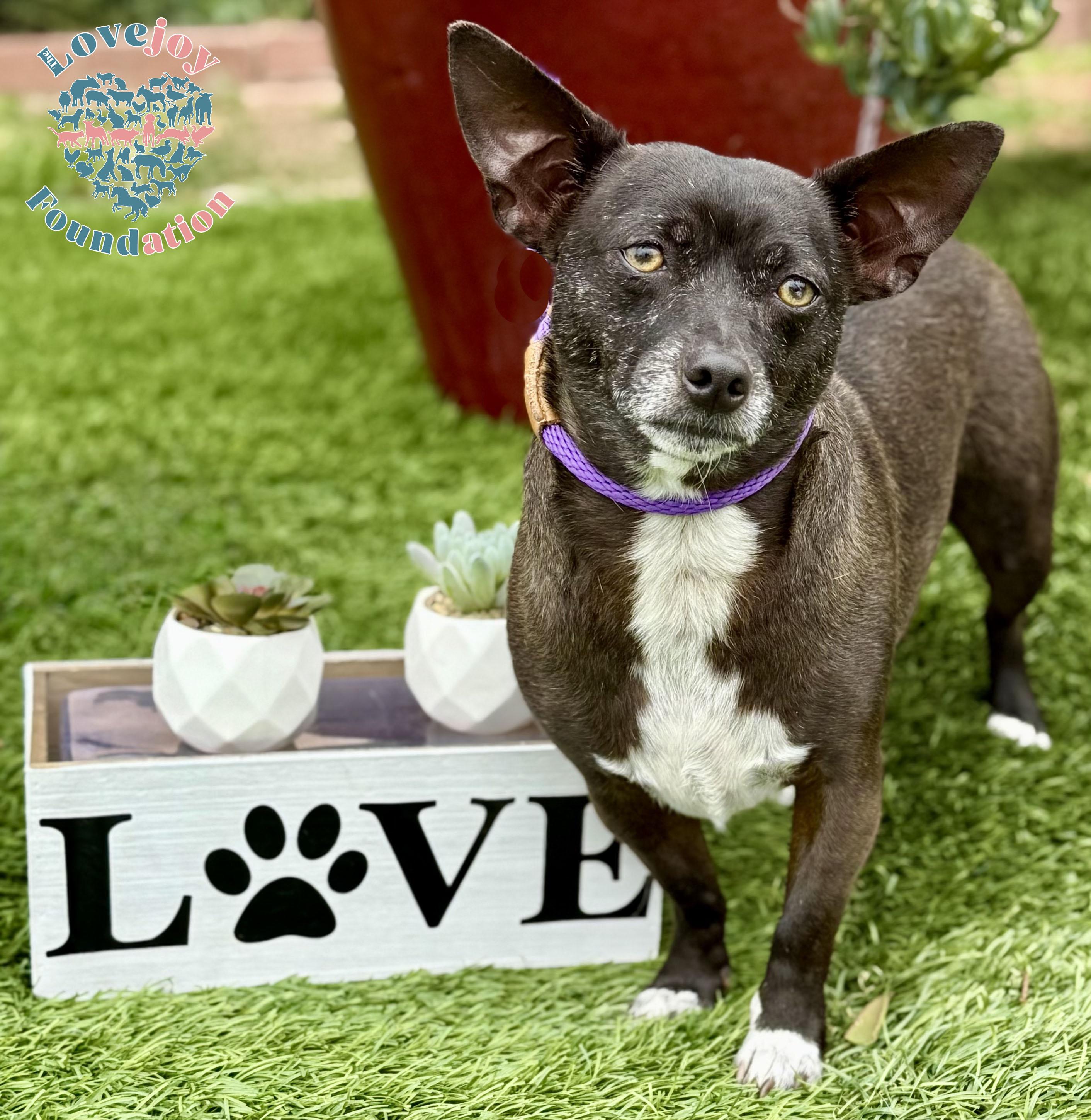 Bam Bam COH, ADOPTABLE, Adult Male Chihuahua.