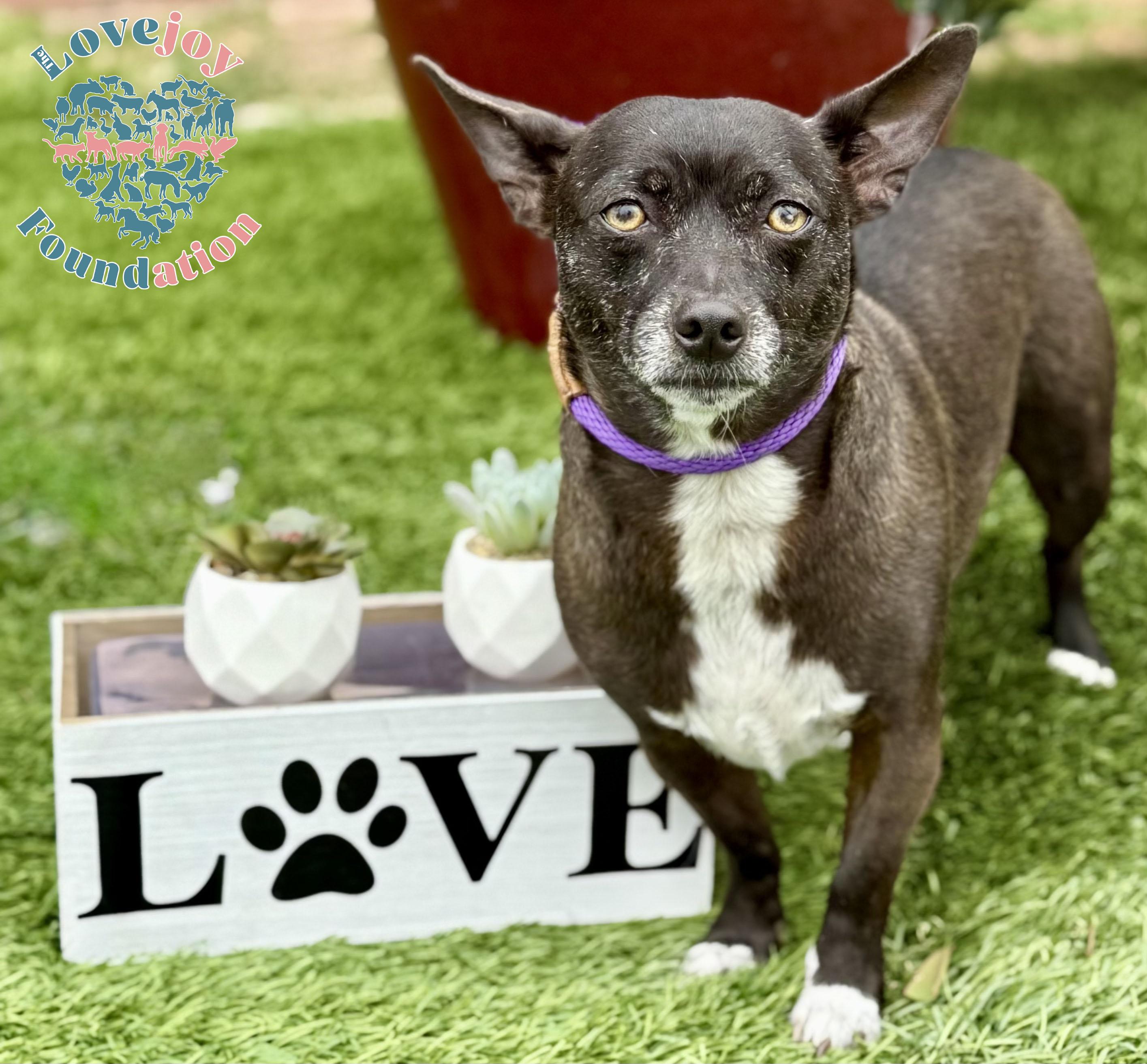 Enlarge Bam Bam COH, a ADOPTABLE mixed breed in Inglewood, CA image 2/2