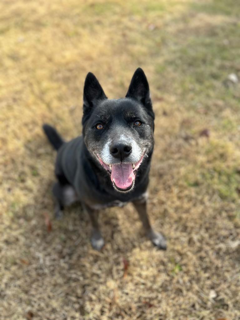 Weed/Ollie, a Adoptable mixed breed in Johnson City, TN image 1/2