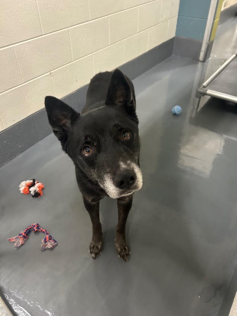 Weed/Ollie, a Adoptable mixed breed in Johnson City, TN image 2/2