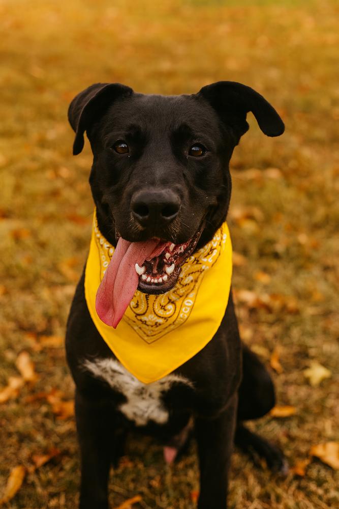 Gatsby, Adoptable, Young Male Labrador Retriever.