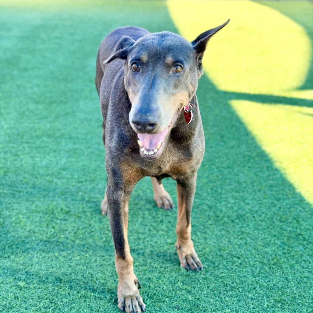 Enlarge Lilibeth A2238886, a Adoptable Doberman Pinscher in Mission Hills, CA image 1/1