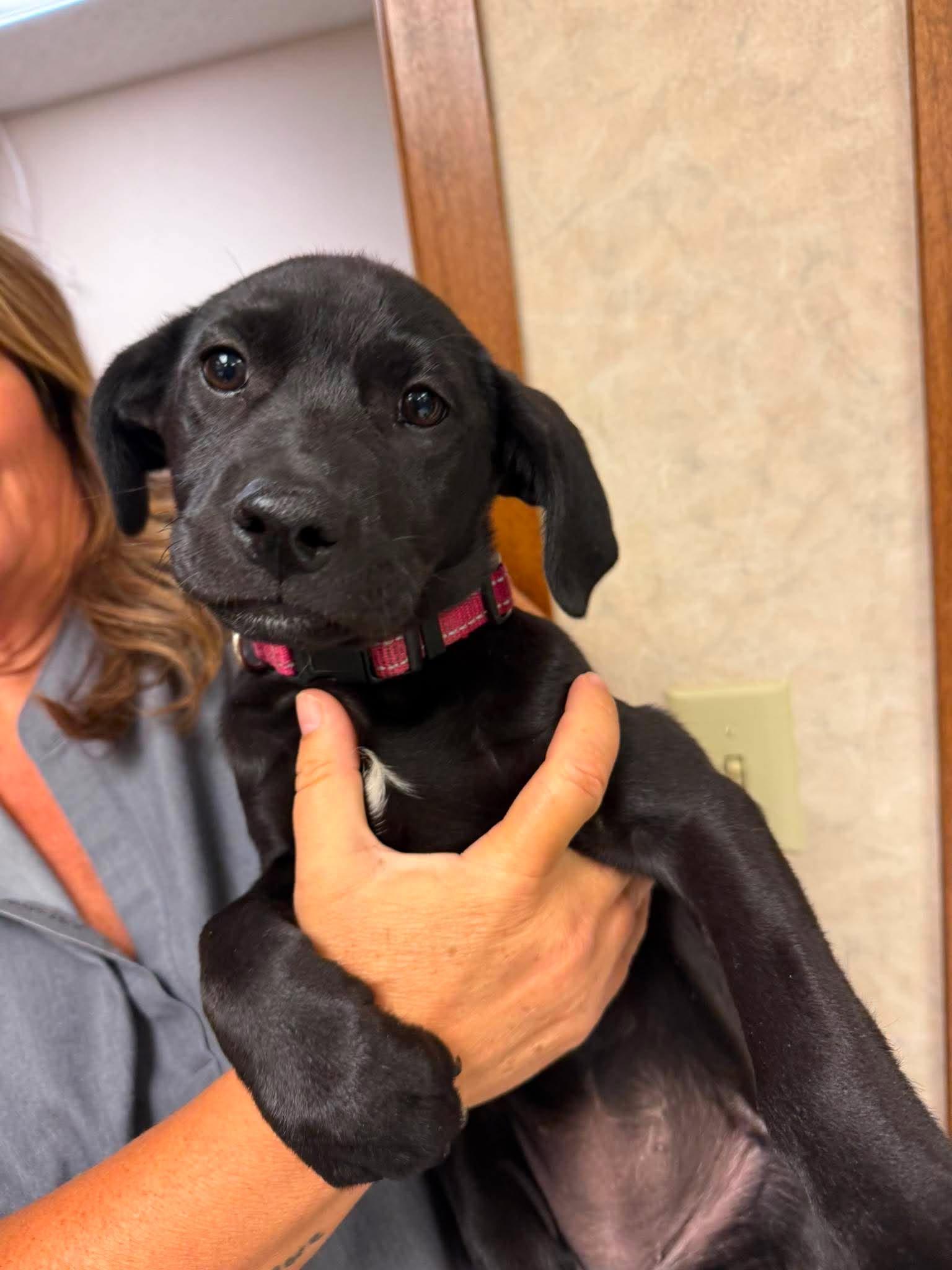 Enlarge Phoenix, an adopted mixed breed in Grand Forks, ND image 1/1