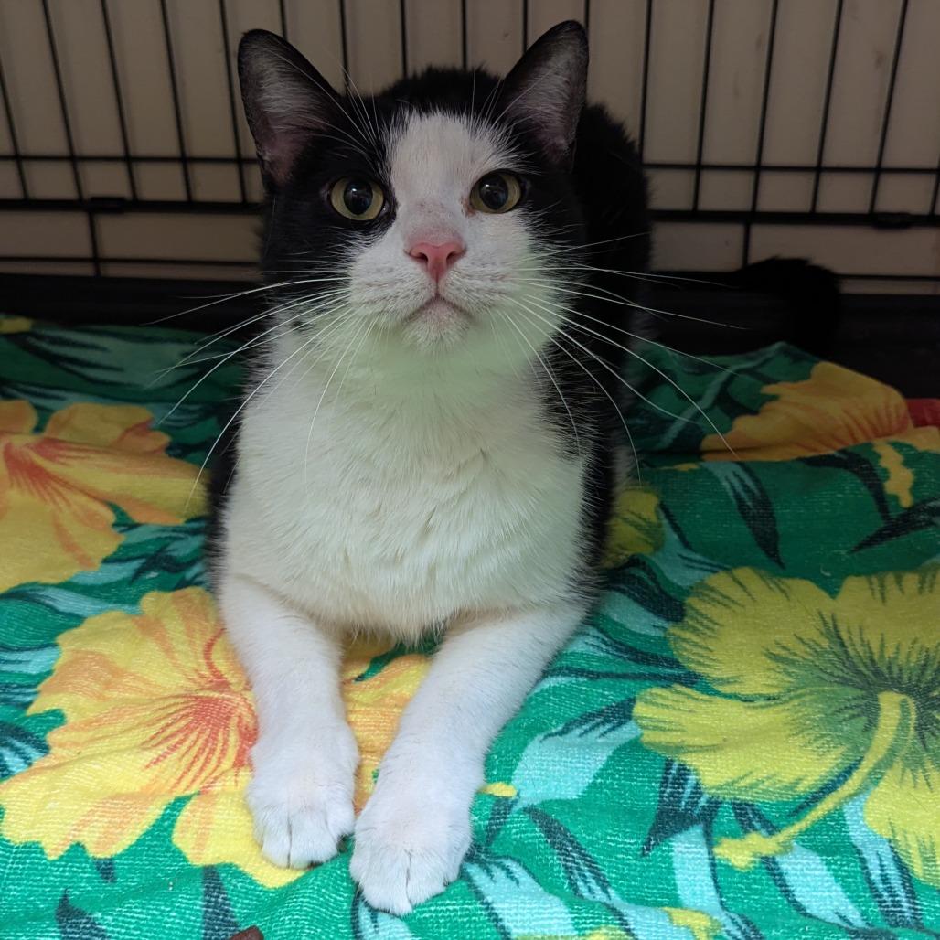 Enlarge Phantom, a Adoptable mixed breed in Tylertown, MS image 2/2