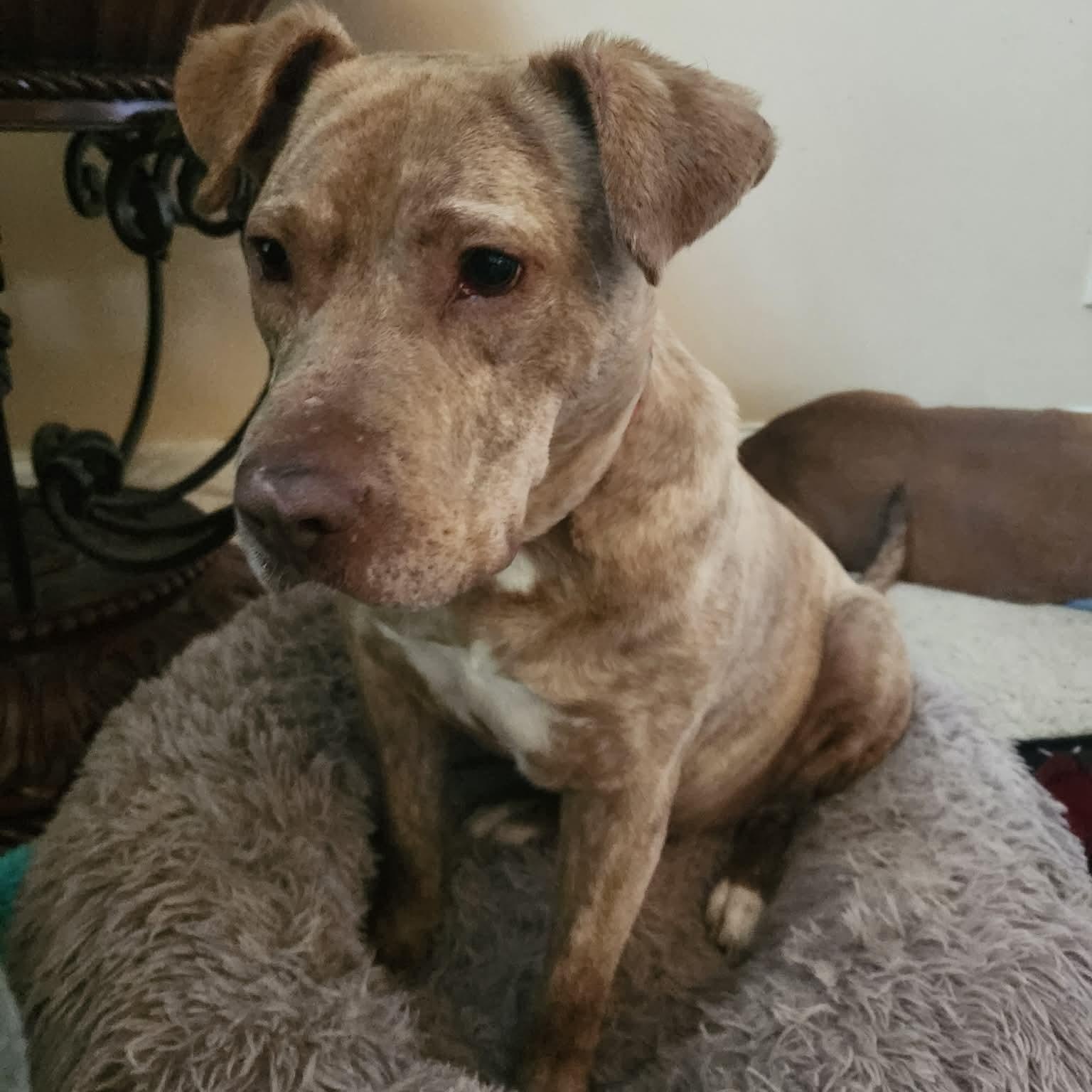 Benny, ADOPTABLE, Adult Male American Staffordshire Terrier.