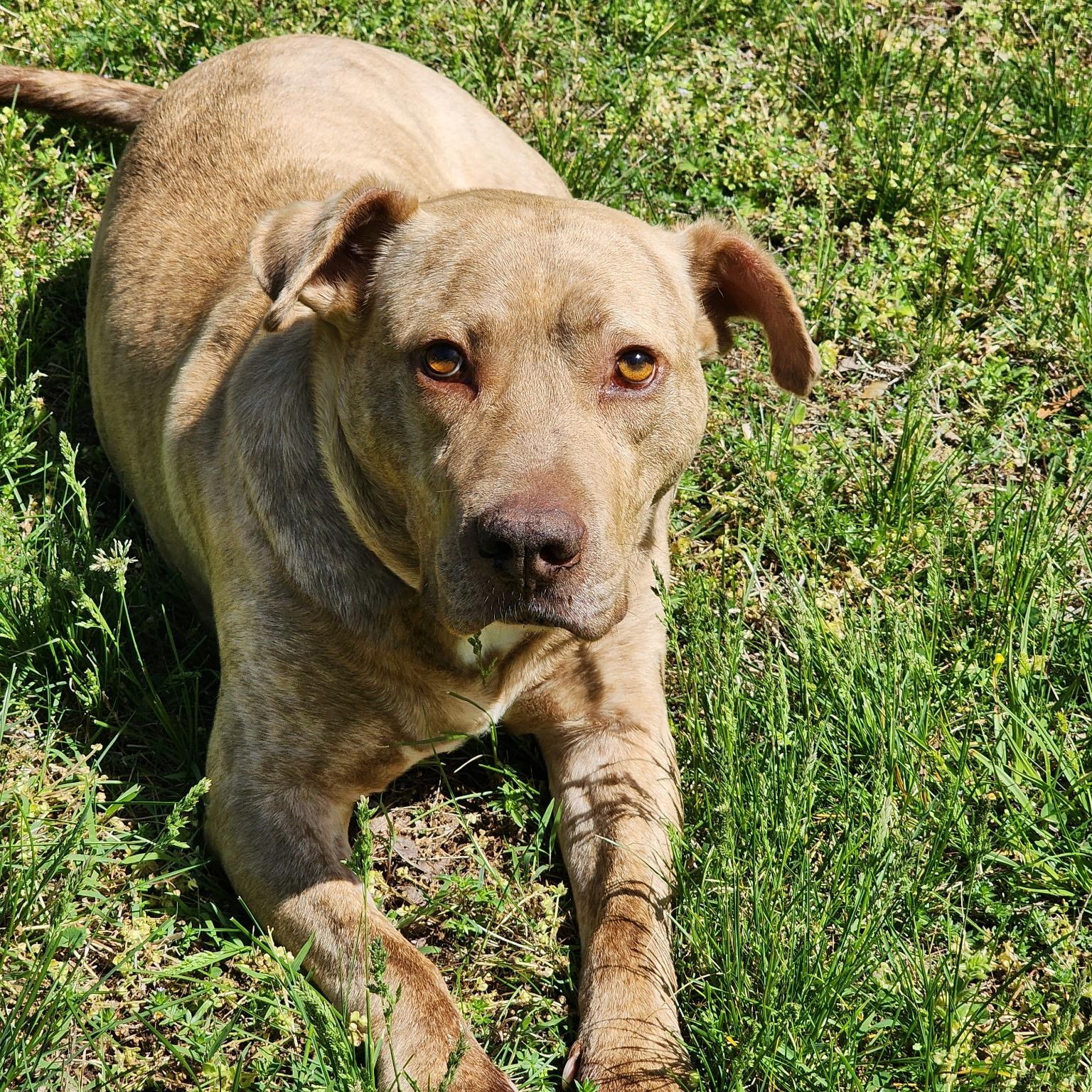 Enlarge Benny, a ADOPTABLE American Staffordshire Terrier in Brentwood, TN image 1/4