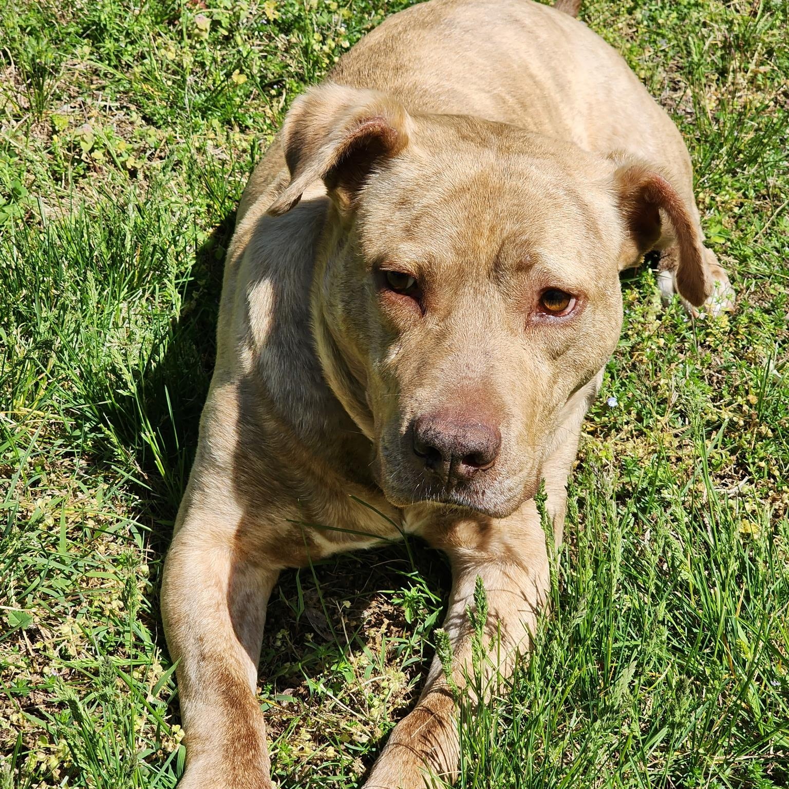 Enlarge Benny, a ADOPTABLE American Staffordshire Terrier in Brentwood, TN image 3/4