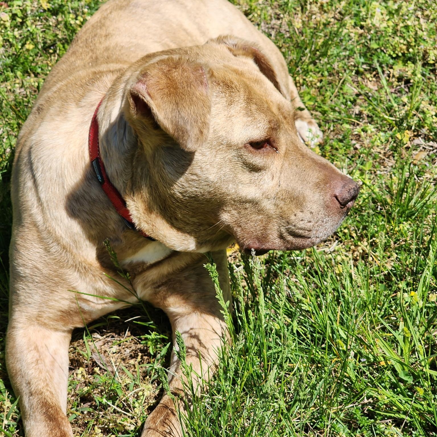 Enlarge Benny, a ADOPTABLE American Staffordshire Terrier in Brentwood, TN image 2/4