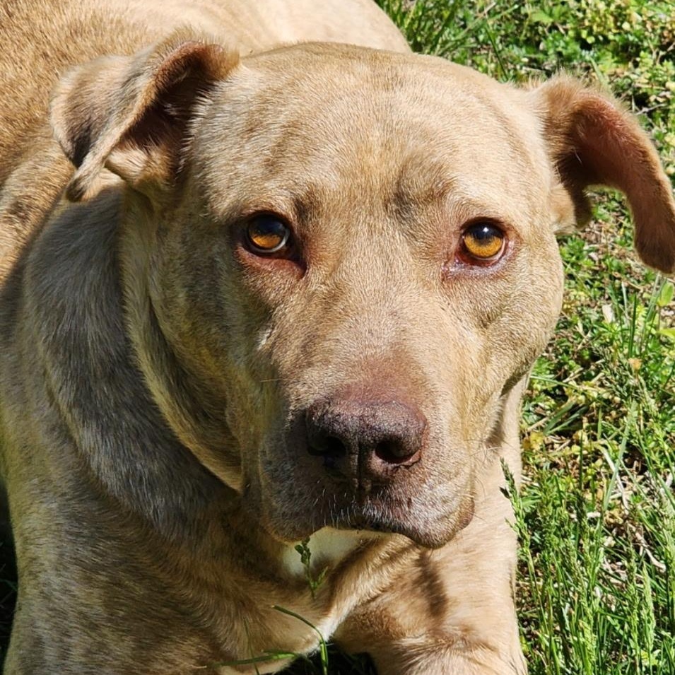 Enlarge Benny, a ADOPTABLE American Staffordshire Terrier in Brentwood, TN image 4/4