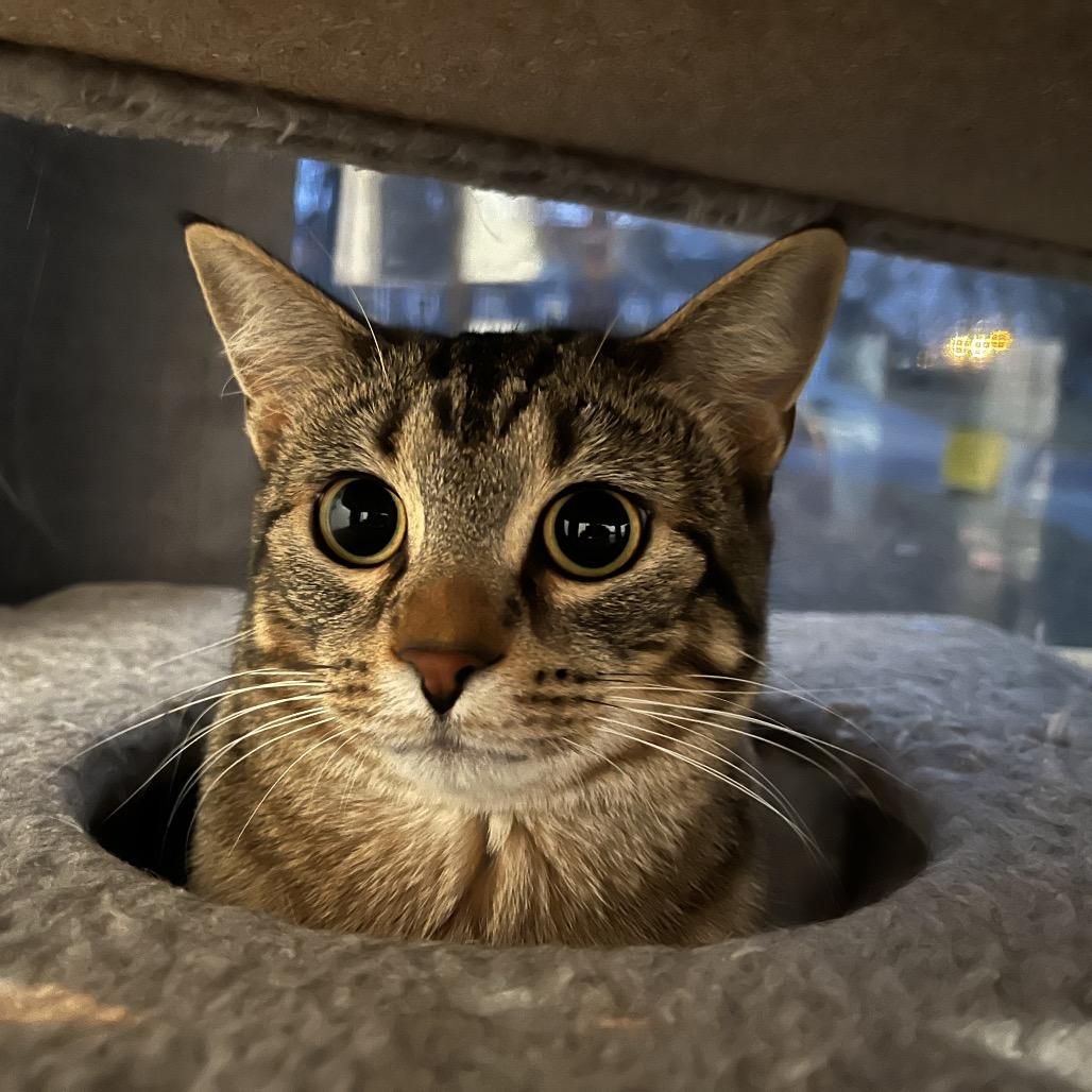 Enlarge Calypso (BK), a Adoptable Domestic Short Hair in Overland Park, KS image 1/2