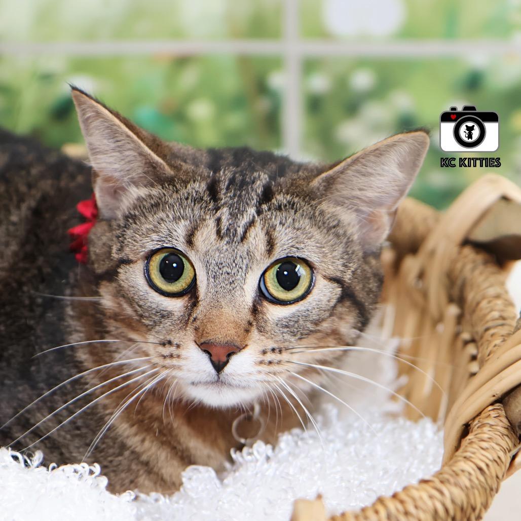 Enlarge Calypso (BK), a Adoptable Domestic Short Hair in Overland Park, KS image 2/4
