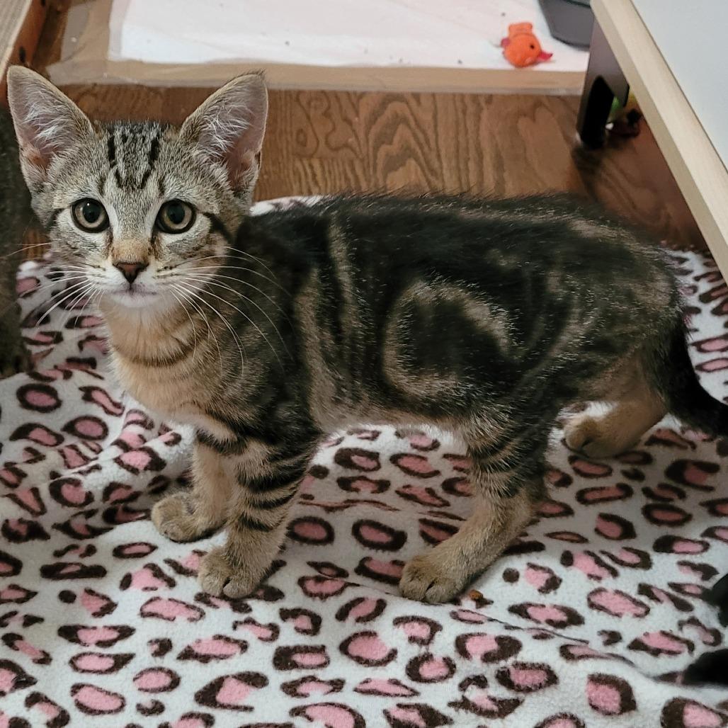 Enlarge Calypso (BK), a Adoptable Domestic Short Hair in Overland Park, KS image 2/2