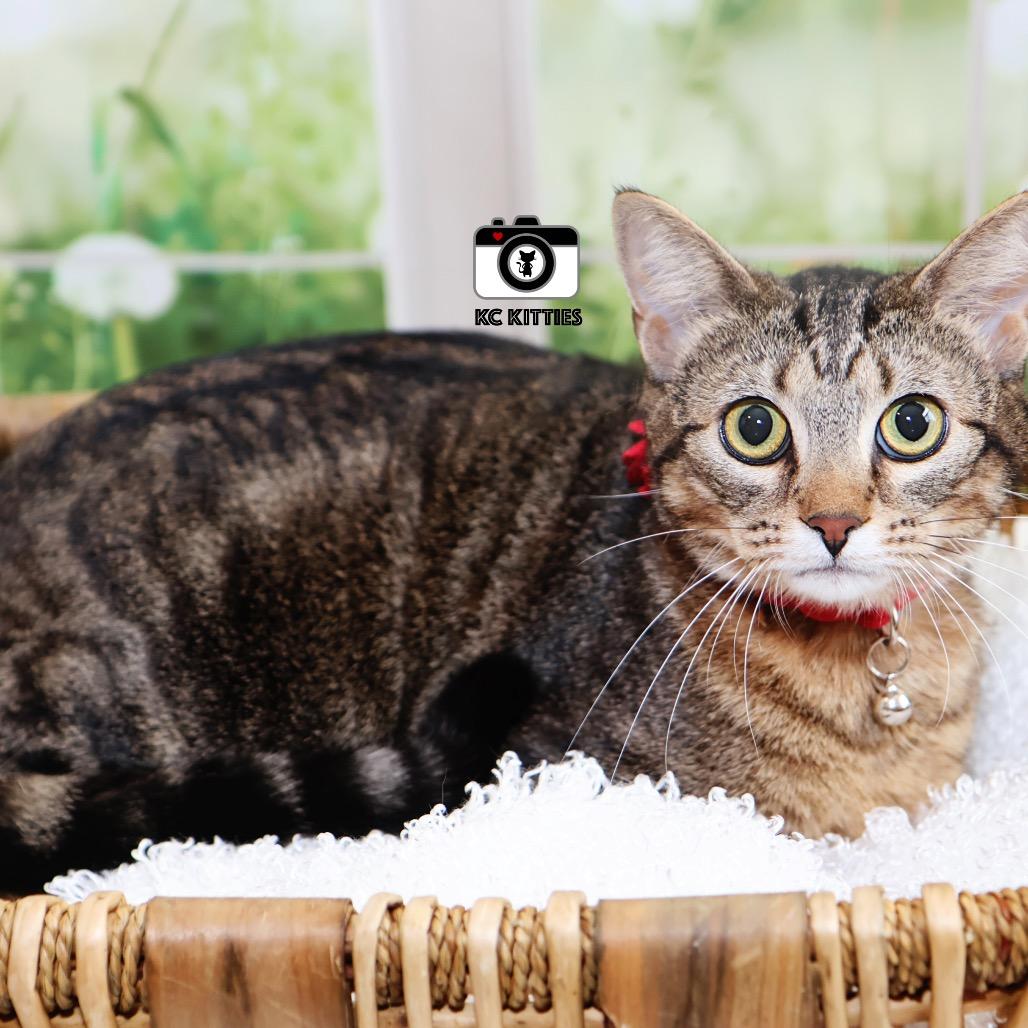 Enlarge Calypso (BK), a Adoptable Domestic Short Hair in Overland Park, KS image 4/4