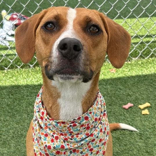 EMMA, Young Female Mixed Breed