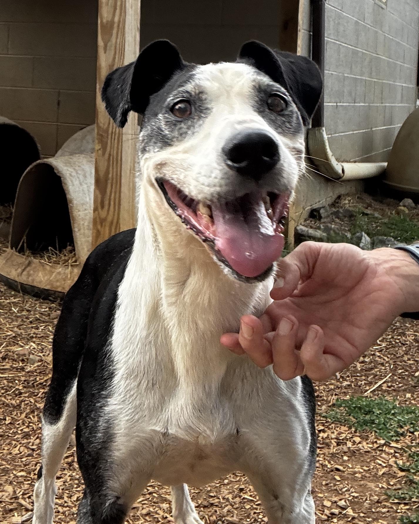 Bristol, Senior Female American Staffordshire Terrier