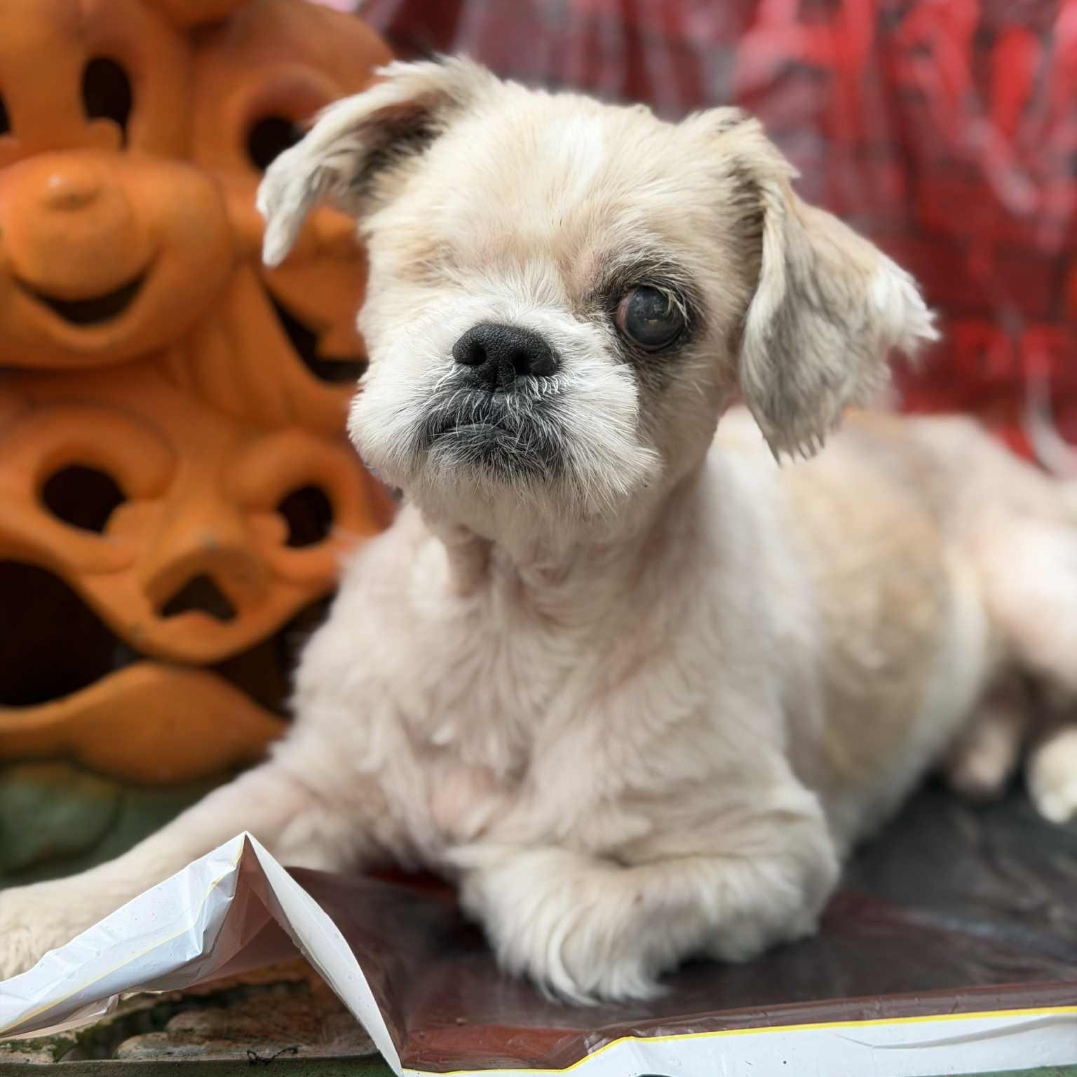 Enlarge Wonton, a Adoptable Shih Tzu in Greenville, SC image 2/4