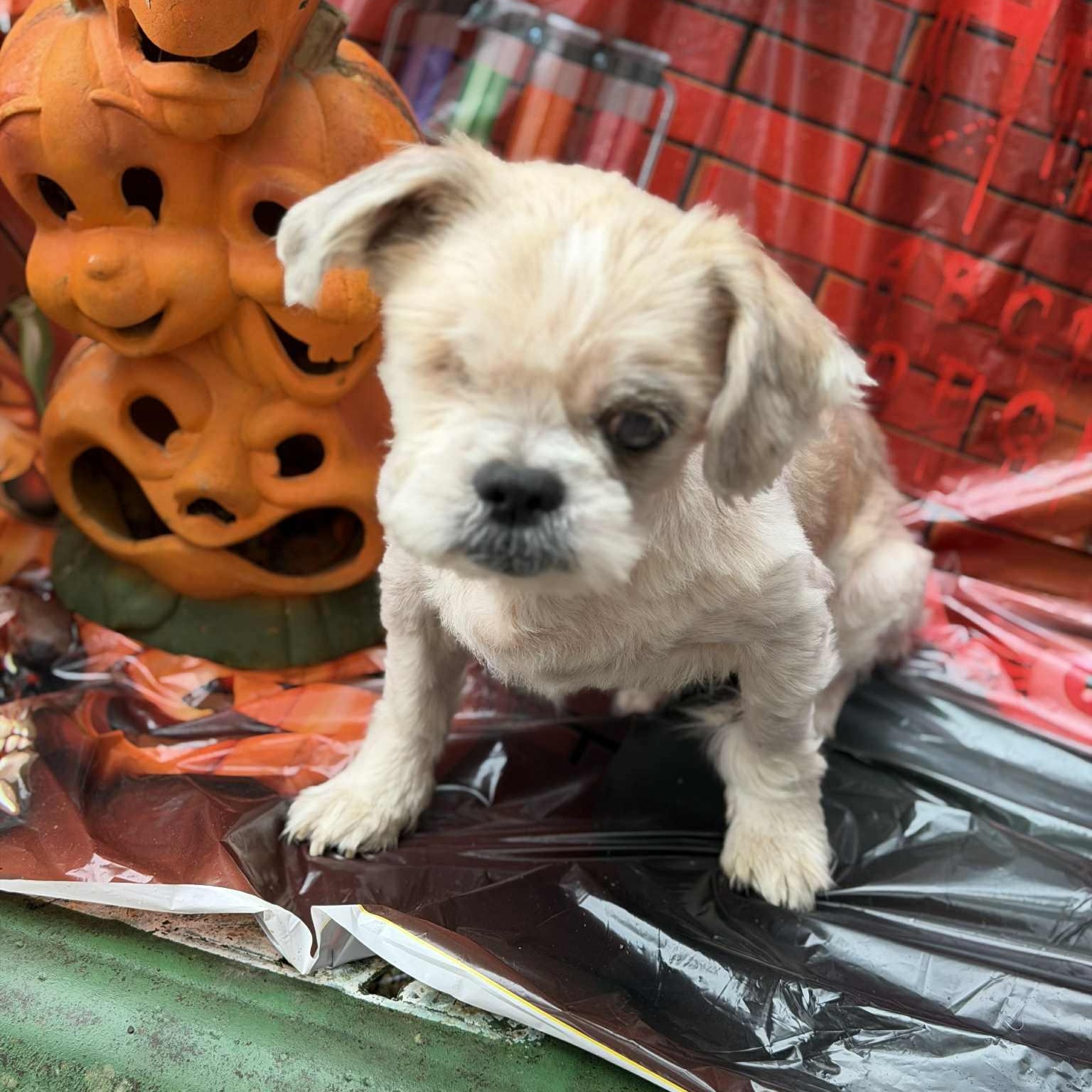 Enlarge Wonton, a Adoptable Shih Tzu in Greenville, SC image 3/4