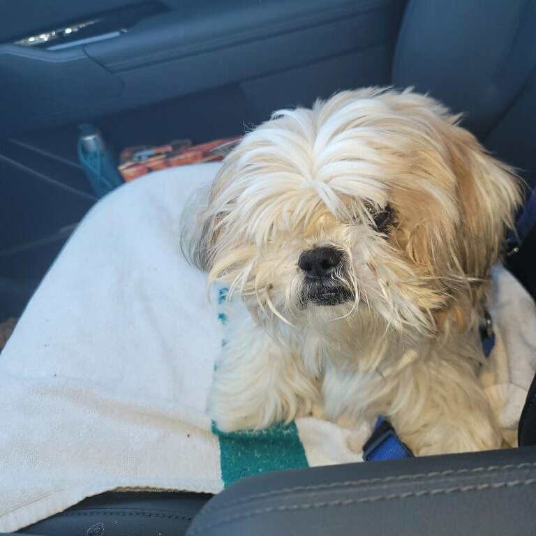 Enlarge Wonton, a Adoptable Shih Tzu in Greenville, SC image 4/4