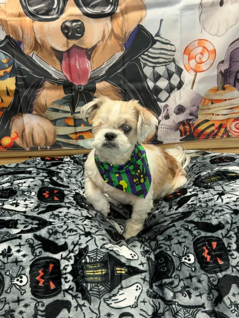 Wonton, Adoptable, Senior Male Shih Tzu.