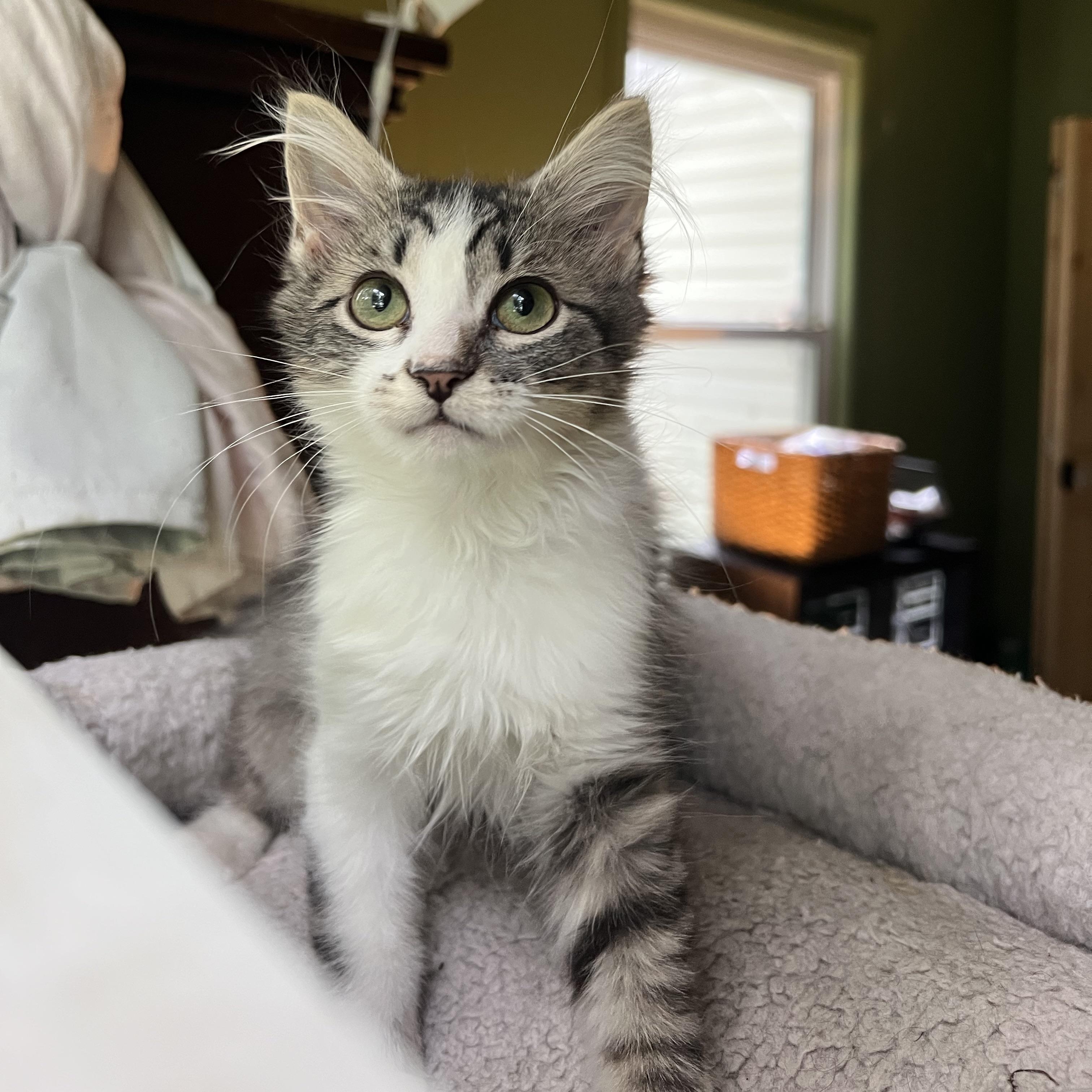 Enlarge Fig, a Adopted Domestic Long Hair in Mount Holly, NC image 1/3