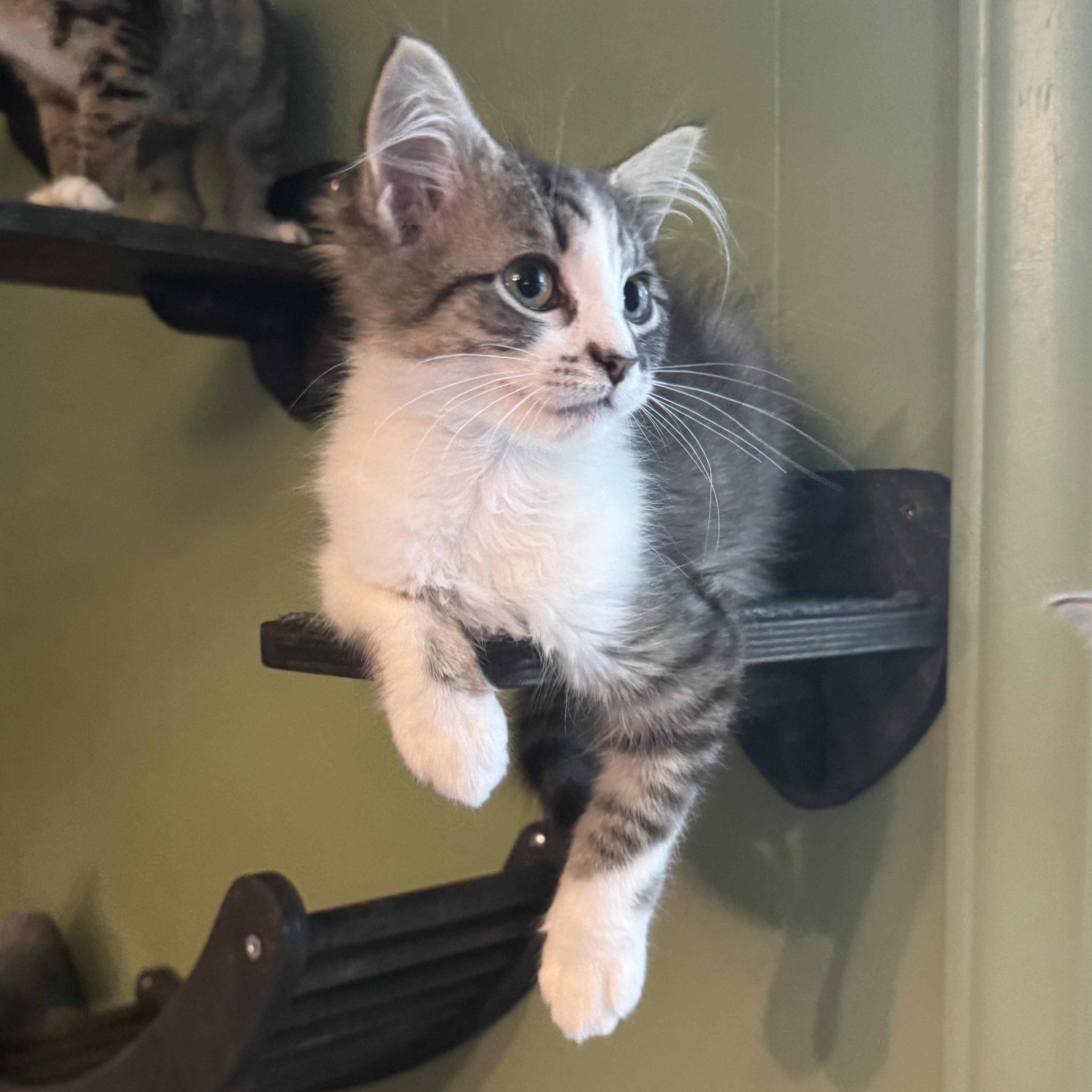 Enlarge Fig, a Adopted Domestic Long Hair in Mount Holly, NC image 3/3