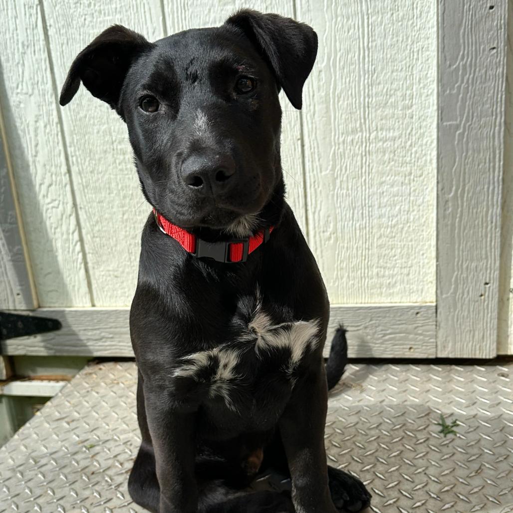 Sparky, Adoptable, Young Male Mixed Breed.