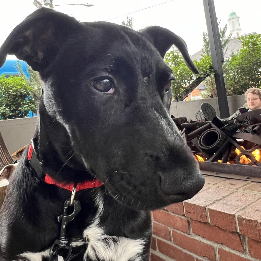 Sparky, a Adoptable Mixed Breed in Cartersville, GA image 2/4