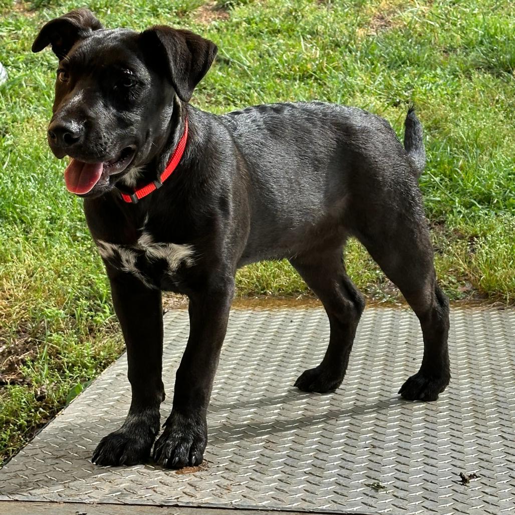 Sparky, a Adoptable Mixed Breed in Cartersville, GA image 3/4