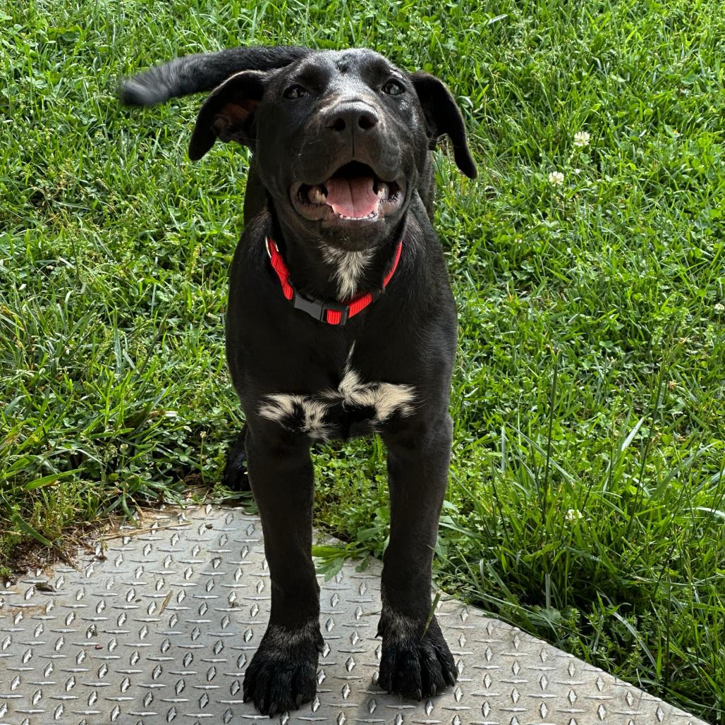 Sparky, a Adoptable Mixed Breed in Cartersville, GA image 4/4