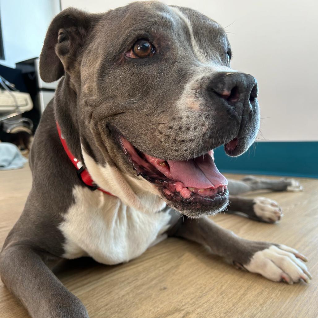 Hamlet 14482, Adoptable, Senior Male Pit Bull Terrier.