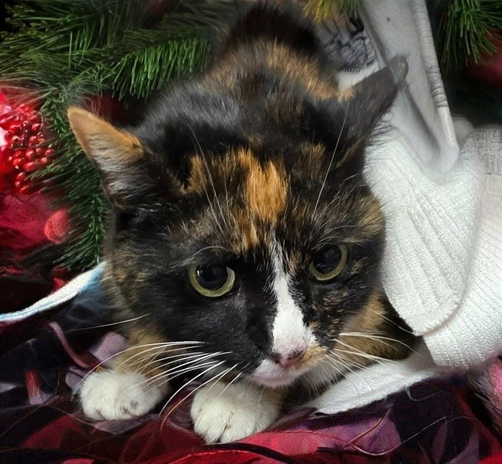 Sugarplum, Adoptable, Young Female Domestic Medium Hair.