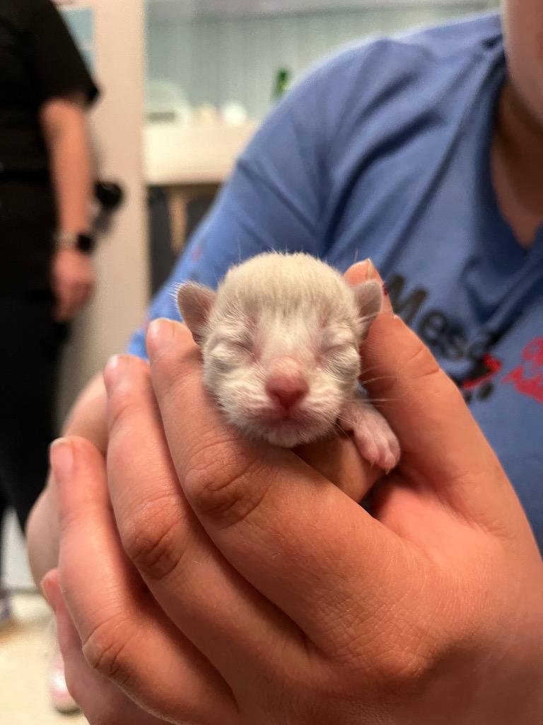 Enlarge Giani, a Adopted mixed breed in Virginia, MN image 1/1