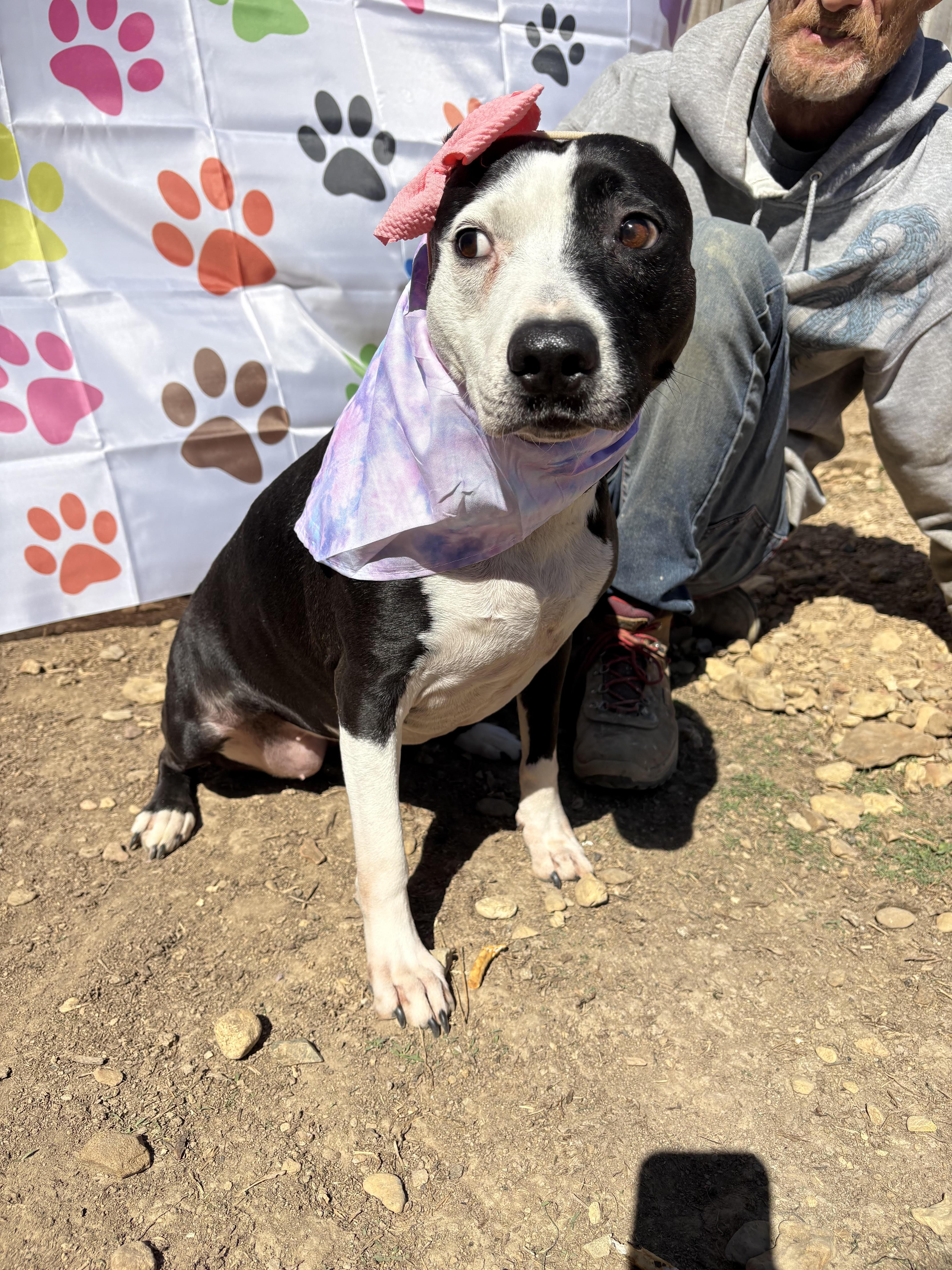 Enlarge Lola, a Adoptable American Staffordshire Terrier in Louisville , KY image 4/5