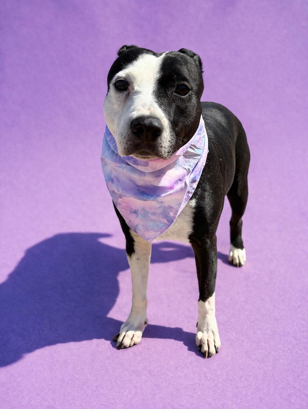 Lola, Adoptable, Adult Female American Staffordshire Terrier.