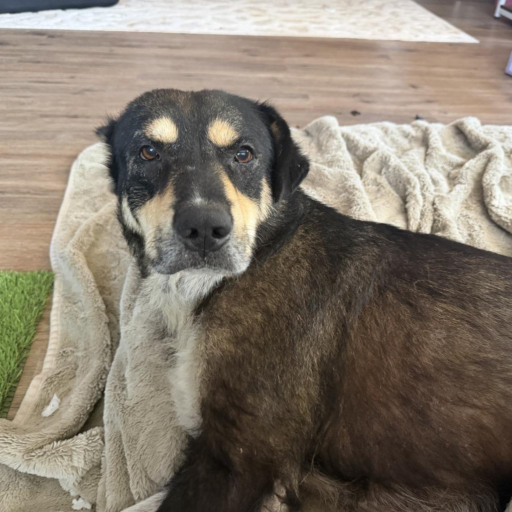Enlarge Heidi, a Adoptable Shepherd in Dallas, TX image 1/1