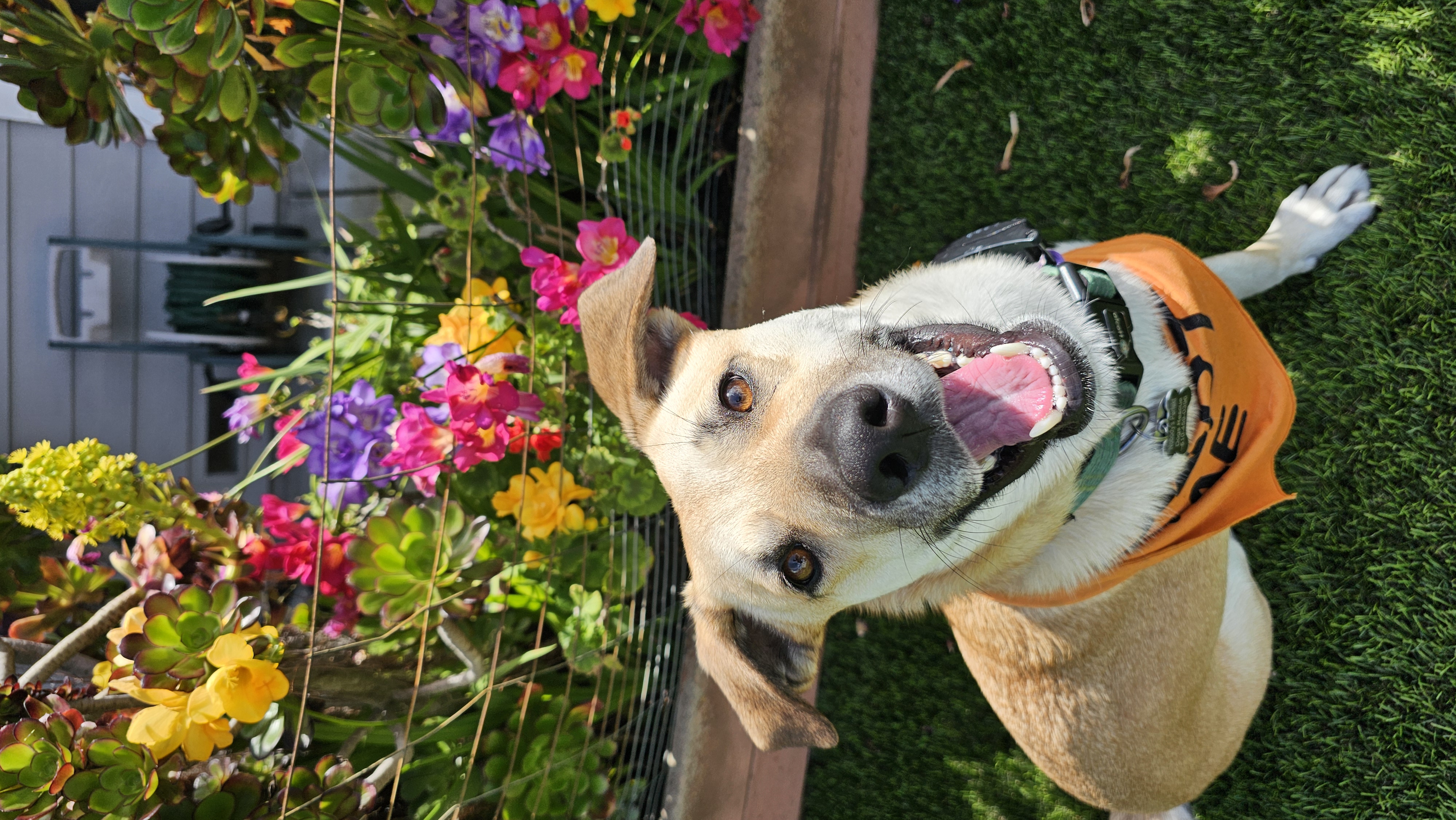 Enlarge Levi, a Adoptable mixed breed in Martinez, CA image 5/6