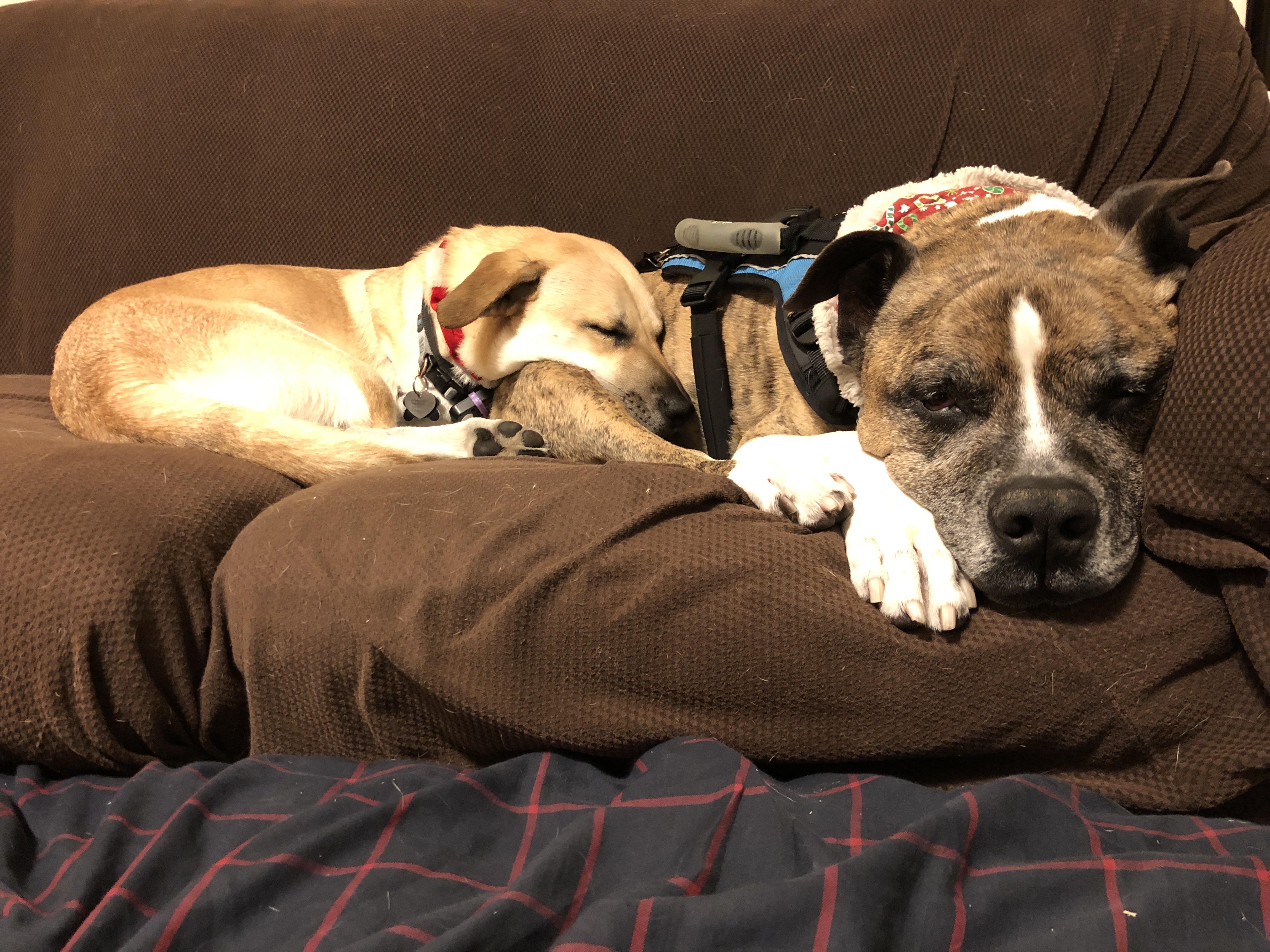 Enlarge Levi, a Adoptable mixed breed in Martinez, CA image 6/6