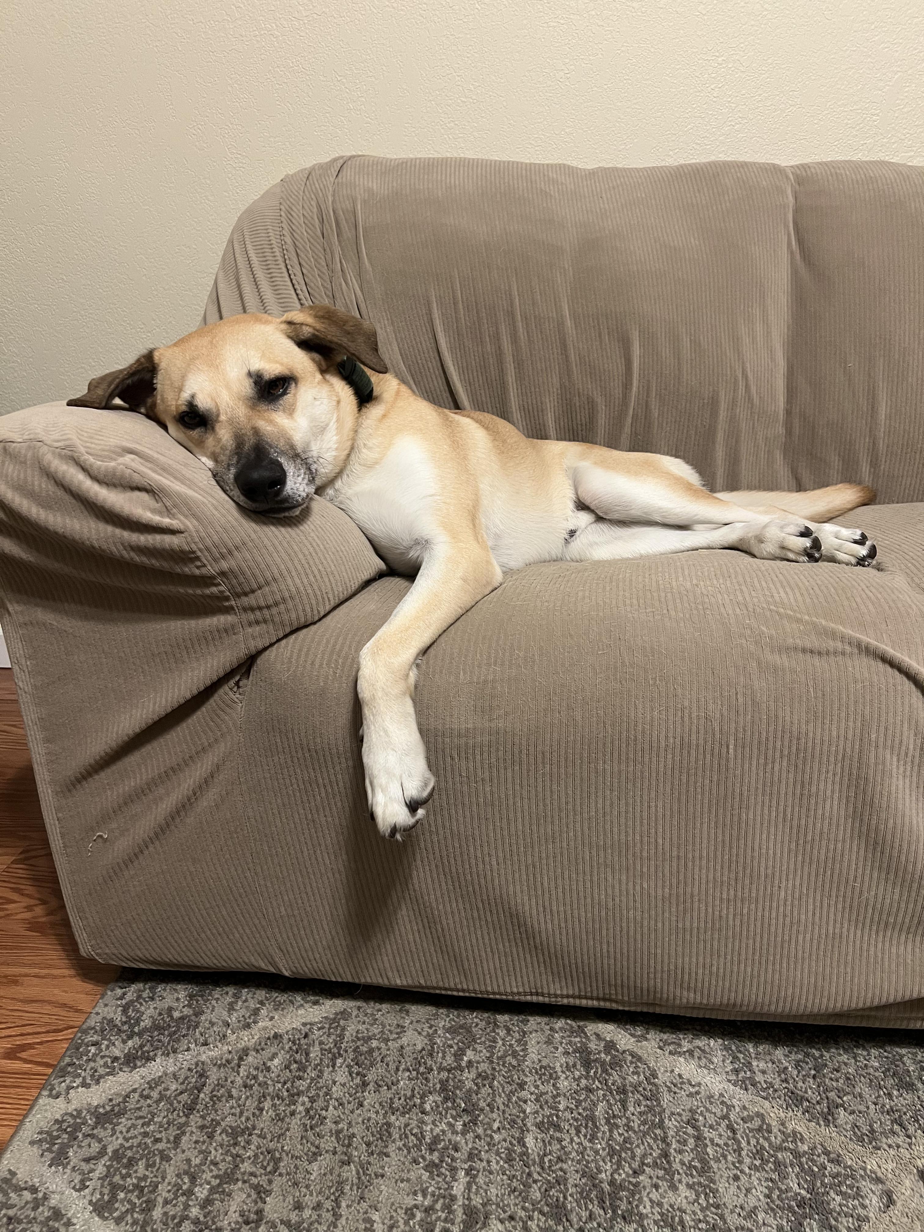 Levi, Adoptable, Adult Male Labrador Retriever & Terrier.