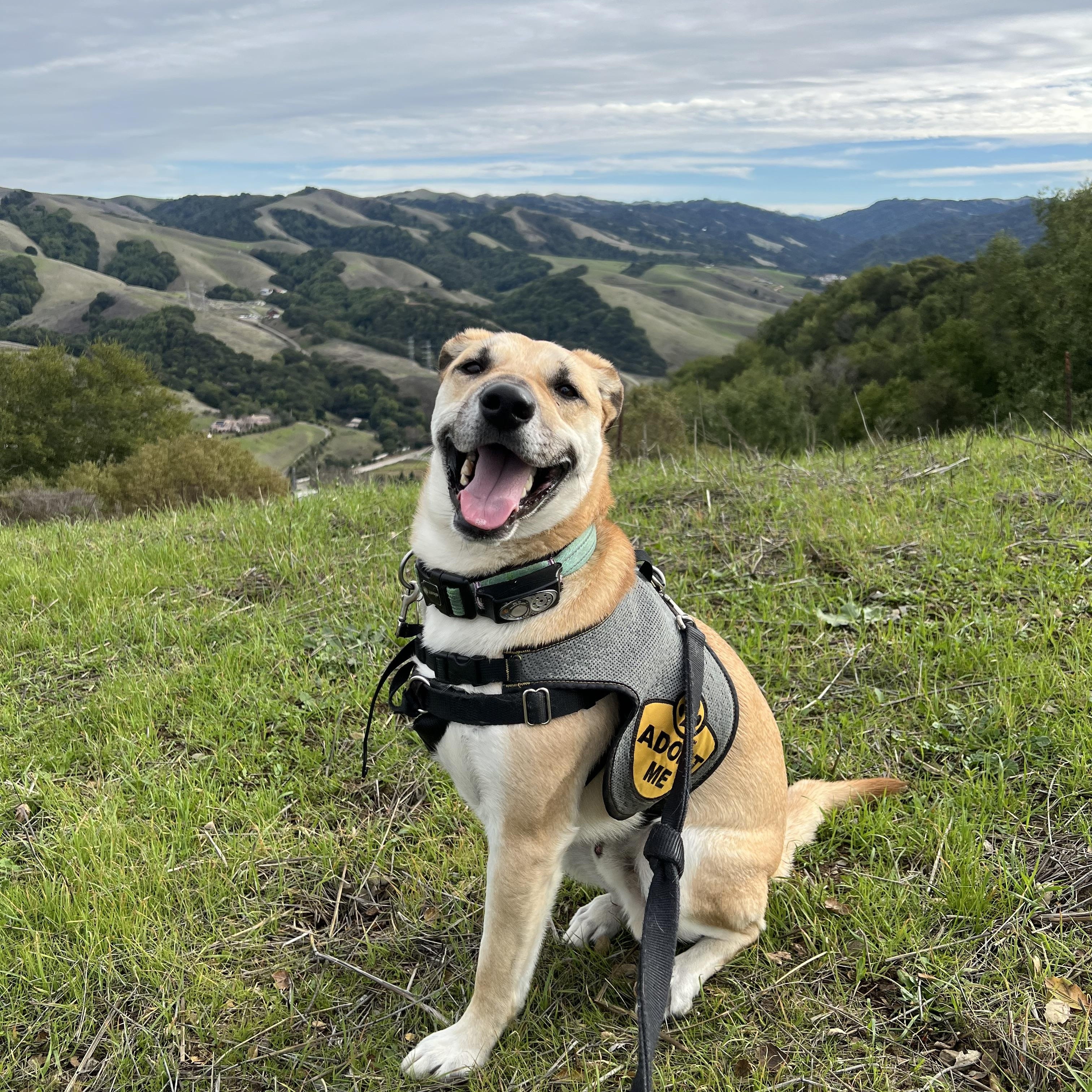 Enlarge Levi, a Adoptable mixed breed in Martinez, CA image 4/6