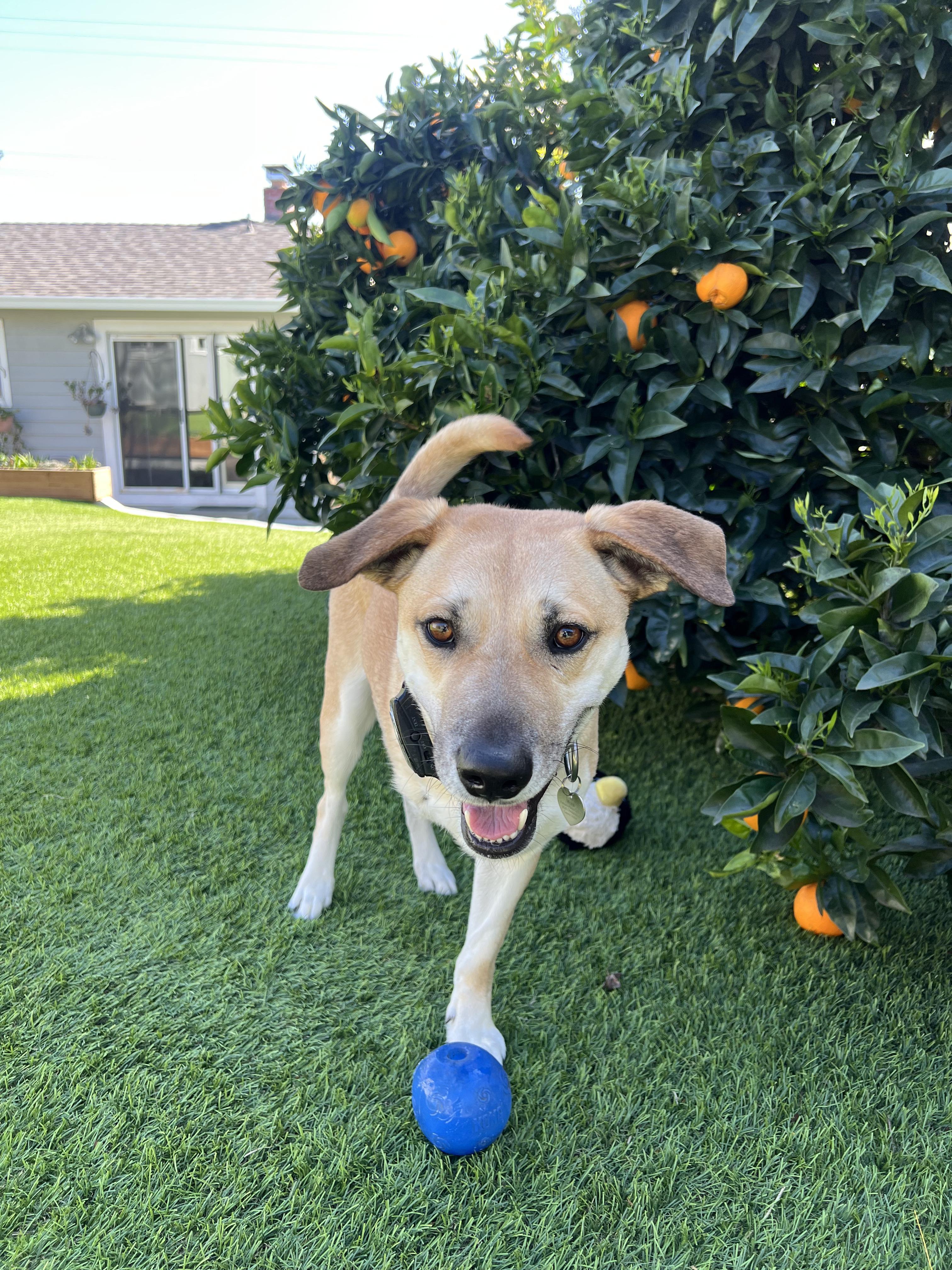 Enlarge Levi, a Adoptable mixed breed in Martinez, CA image 2/6