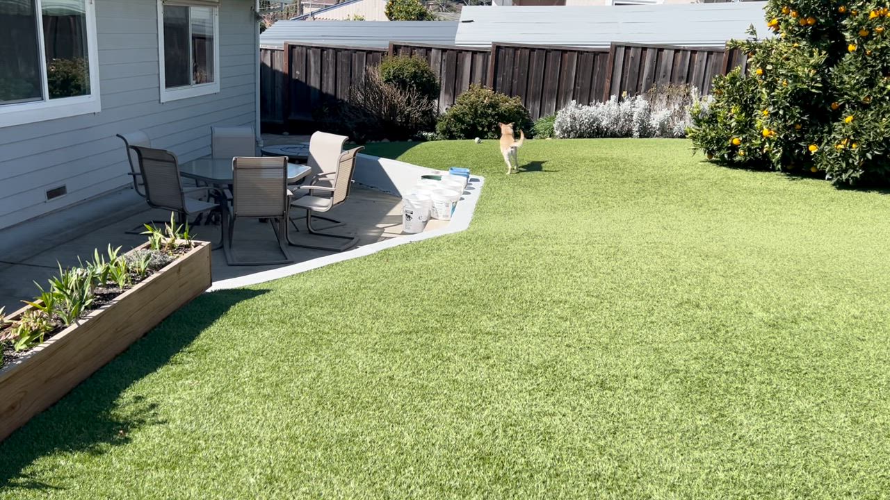 Enlarge Levi, a Adoptable mixed breed in Martinez, CA video 3/6