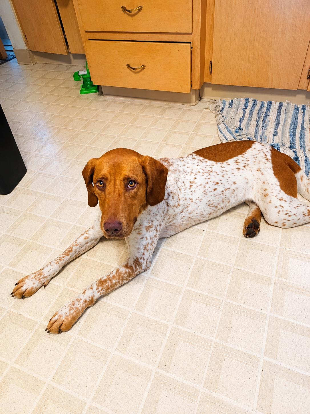 Hope, a ADOPTABLE Mixed Breed in Kenosha, WI image 2/2