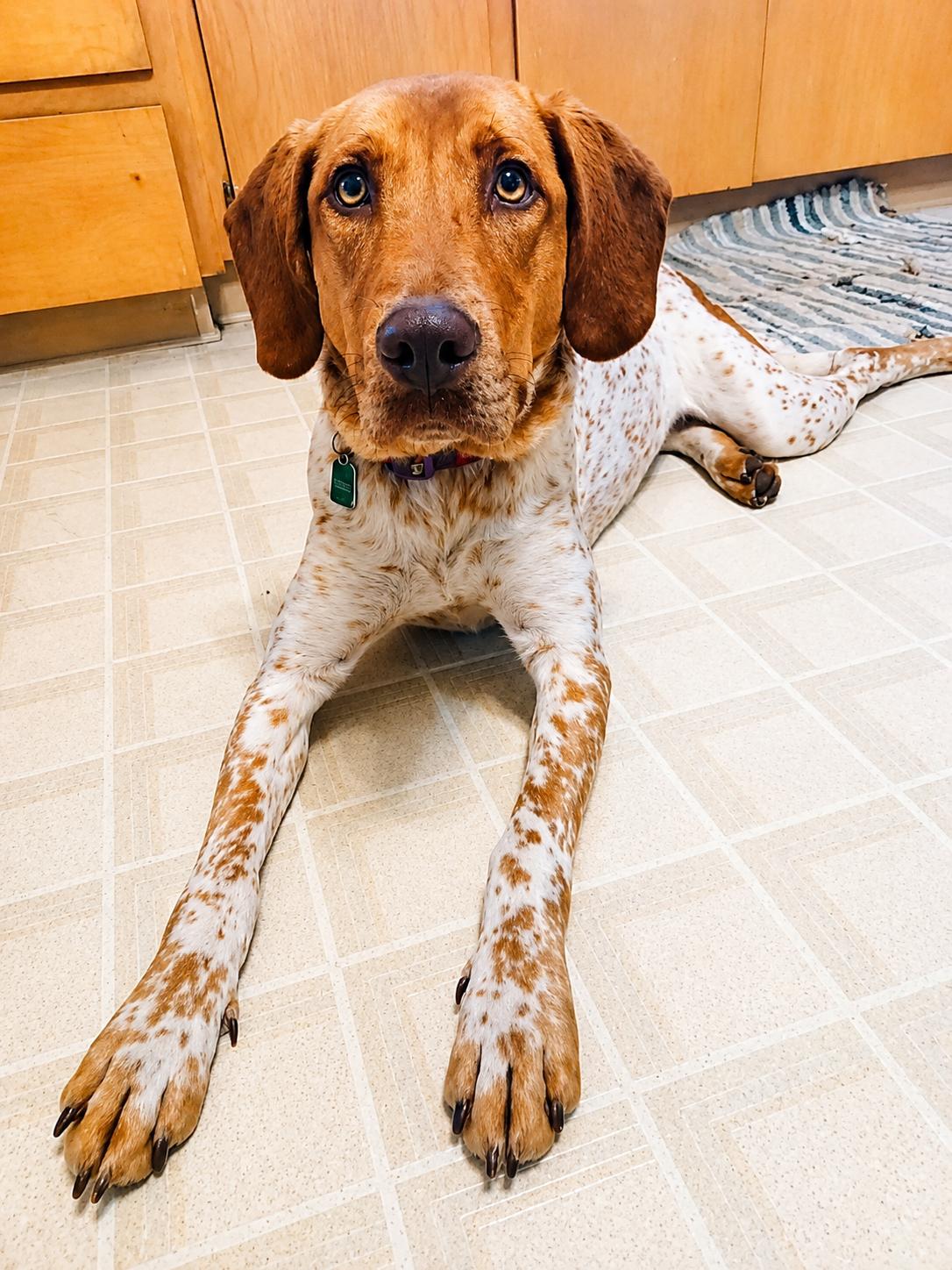 Hope, a ADOPTABLE Mixed Breed in Kenosha, WI image 1/2