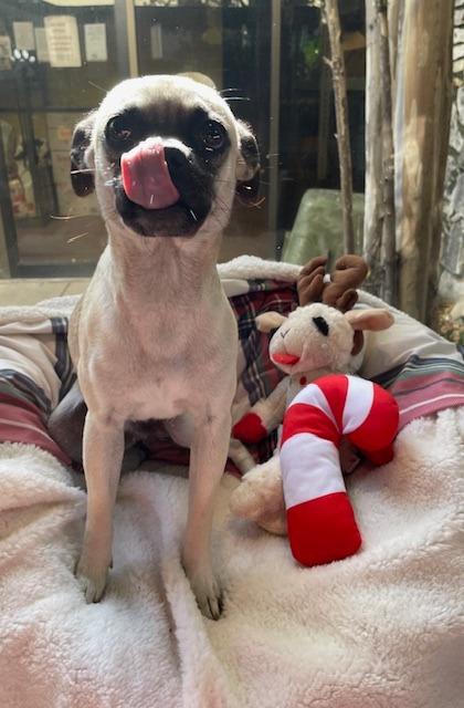 Pumbaa, a Adoptable mixed breed in Fort Worth, TX image 1/3