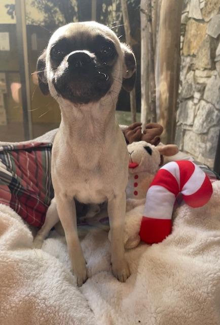 Pumbaa, a Adoptable mixed breed in Fort Worth, TX image 2/3