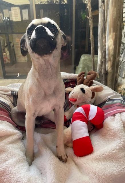 Pumbaa, a Adoptable mixed breed in Fort Worth, TX image 3/3